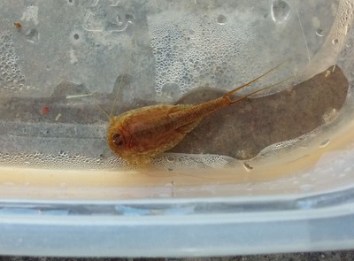 Desert Tadpole shrimp Triops  Newberryi