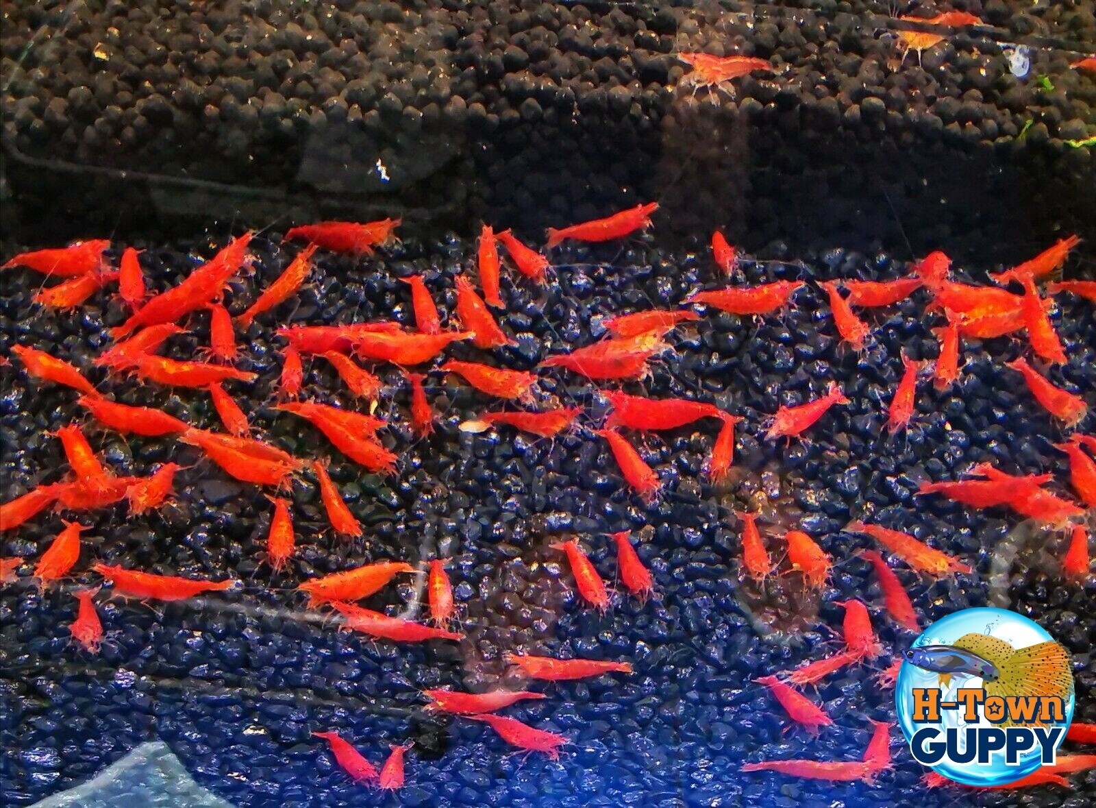 10+1 Fire Red - Freshwater Neocaridina Aquarium ...