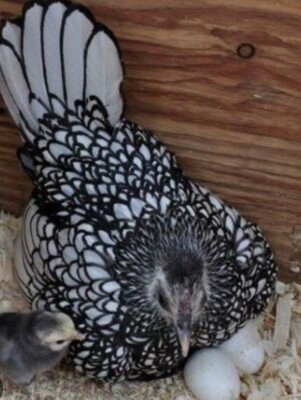 6 Bantam Hatching Eggs  Assorted Colorful 