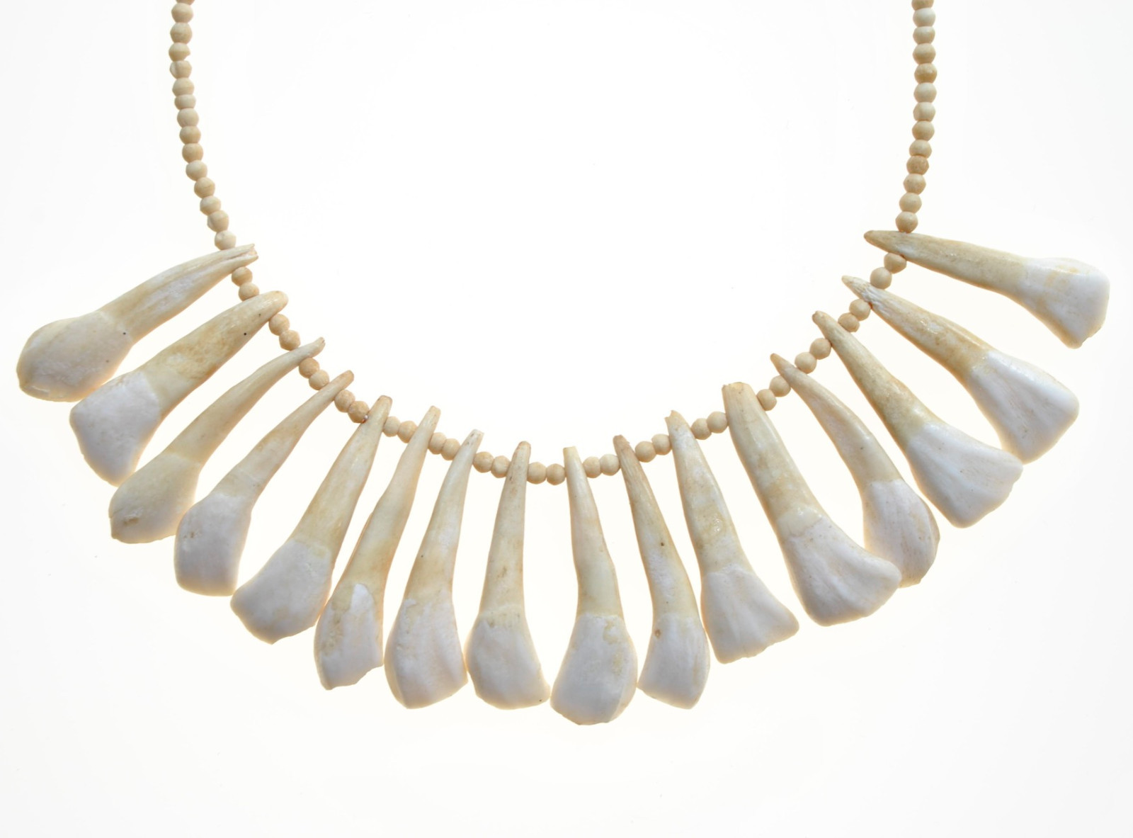 Asmat Sixteen Animal Teeth Necklace with Beads Possibly Buffalo Vintage Jewlery