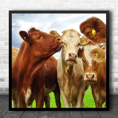 Animals Cows Herd Field Humour Sky Grass Animal Fun Funny Humour Square Print