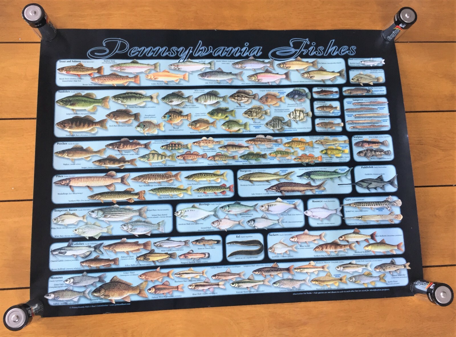 Fishes of Pennsylvania Fish Species Identification Boat Commission