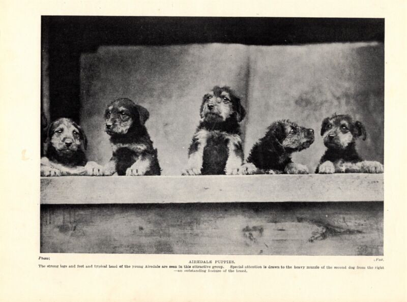 1930s Vintage Airedale Terrier Print Group of Airedale Puppies Print 4712Q