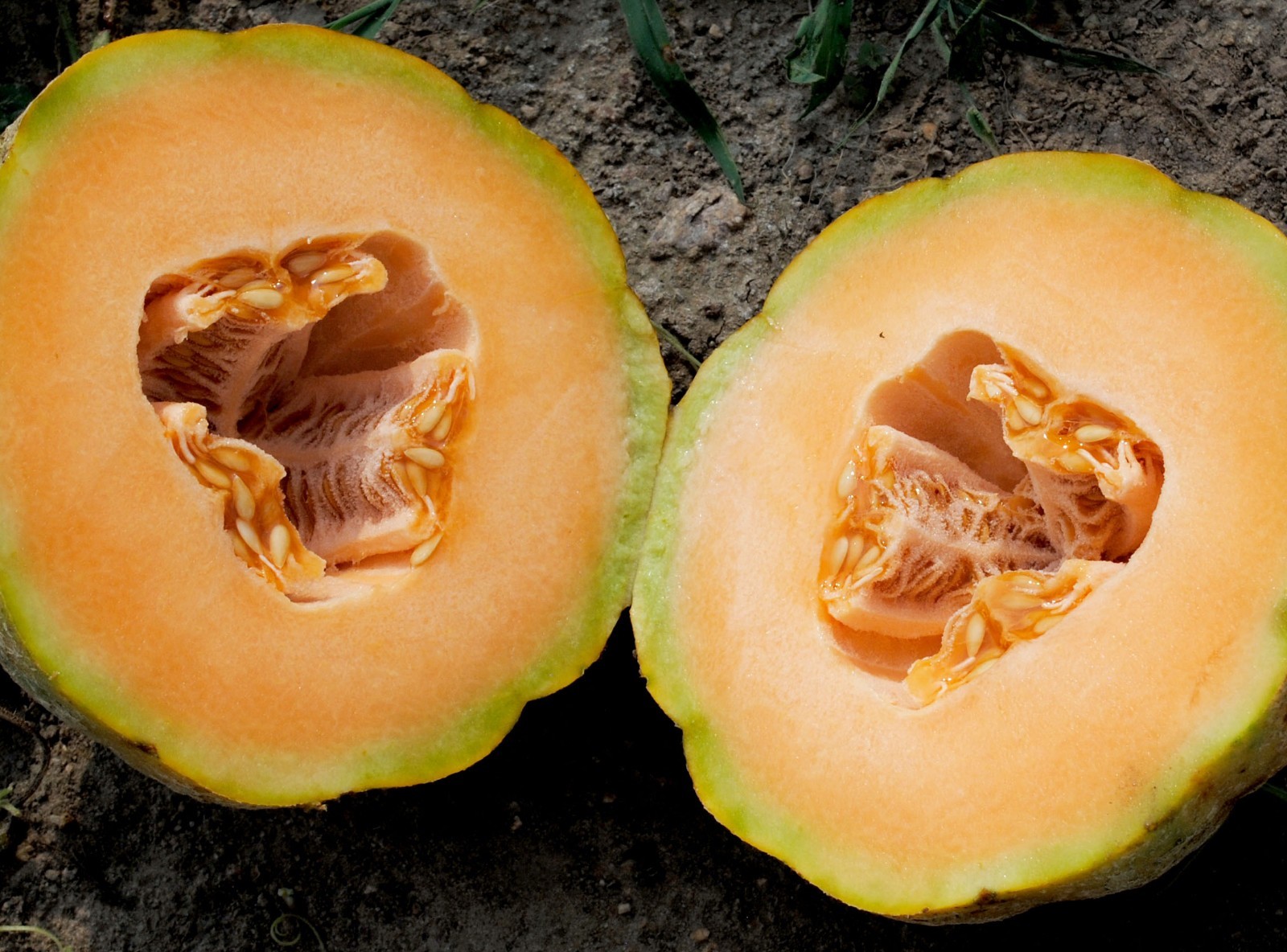 Delicious 51 Melon Seeds, Cantaloupe, NON-GMO, Variety Packet Sizes, FREE SHIP