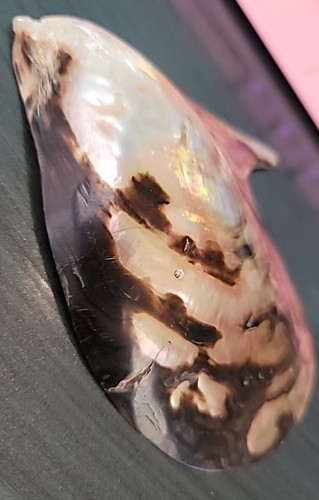 1 Polished Brownlip Oyster Shell 4" Beach Craft Inlay Decor Mother of Pearl