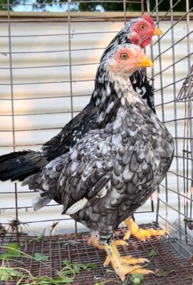 Mottled Cornish Bantam Hatching Eggs 