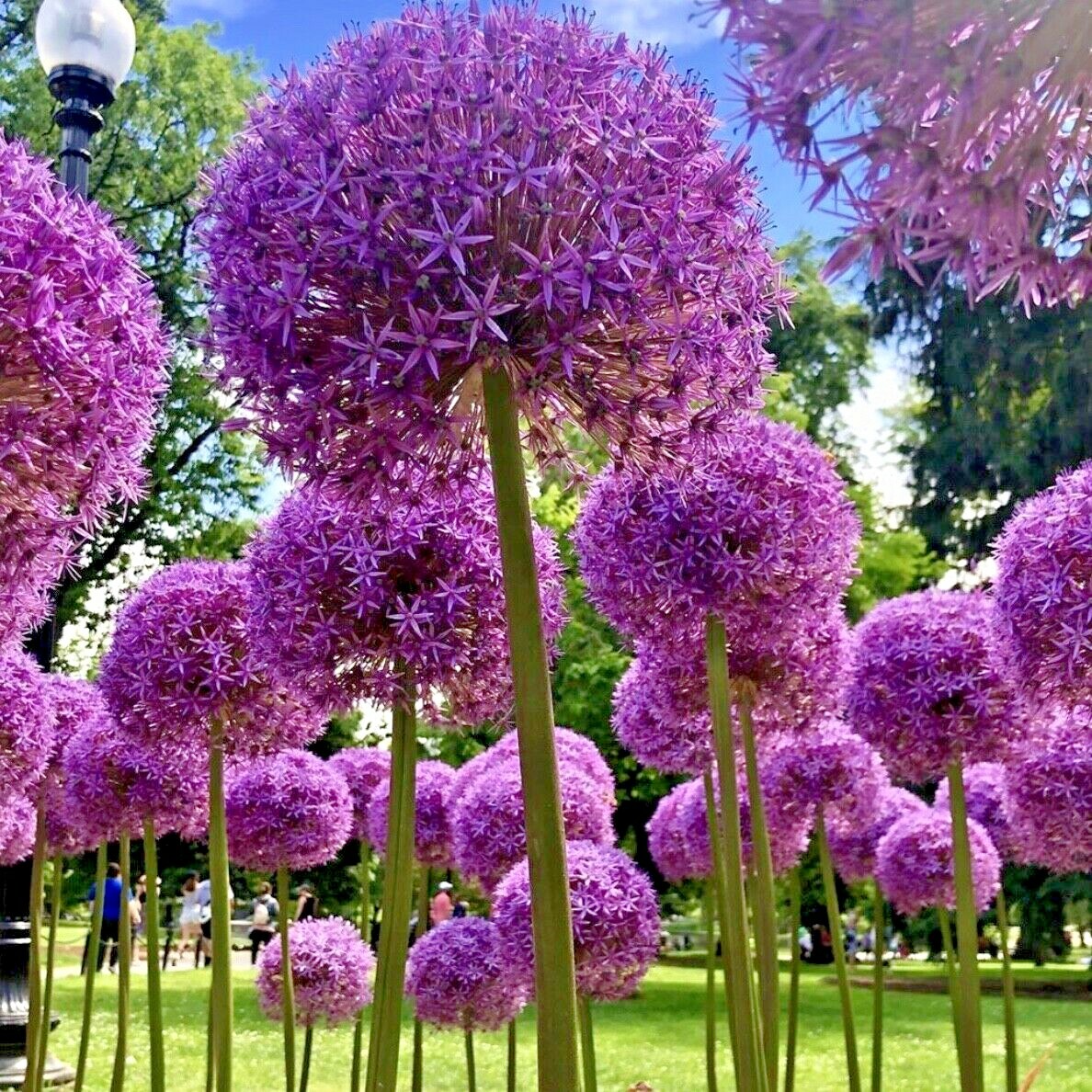 Allium Purple Sensation GIANT Spring Flowering Bulbs Guaranteed to grow