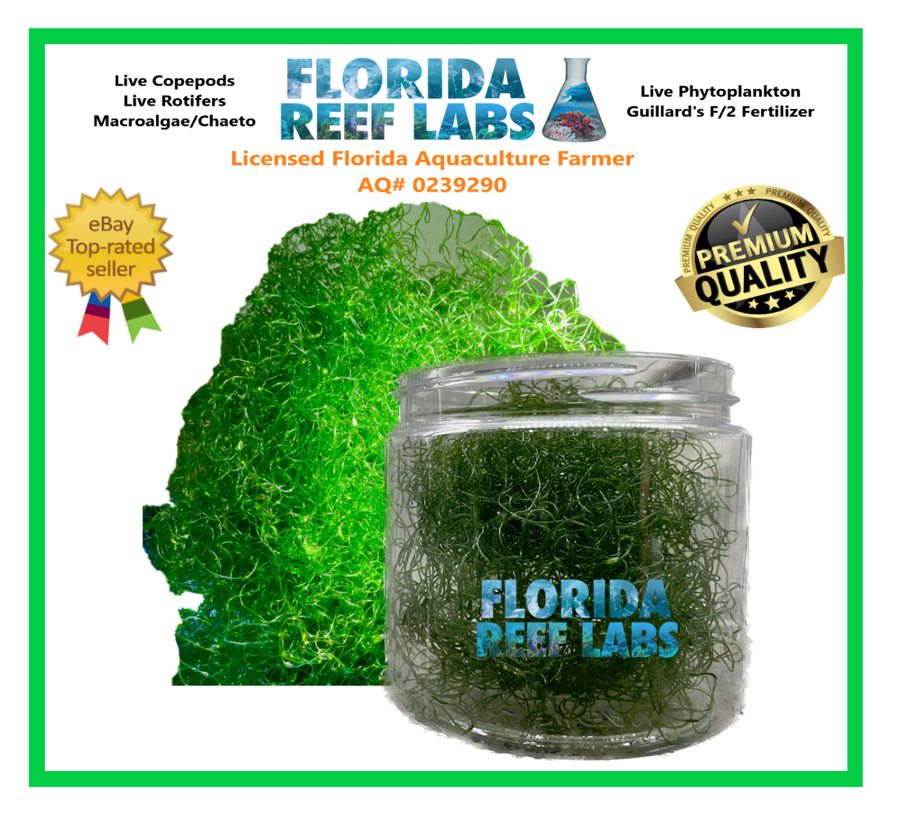 1/2 Cup Live MacroAlgae / Chaetomorpha / Clean Chaeto  Florida Reef Labs®