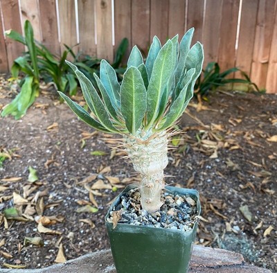 Pachypodium for sale in South Africa | 53 second hand ...