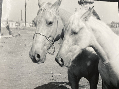 Vintage 1950s Waco Texas TX Horses Stable Farm Boy Original Real Photo P13zb1