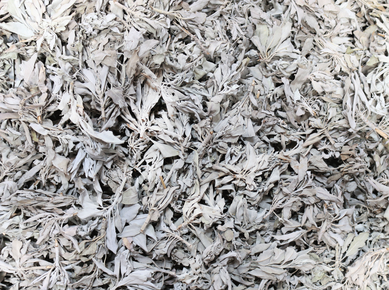 White Sage Clusters Bulk Loose Leaf White Sage for Cleansing & Smudging