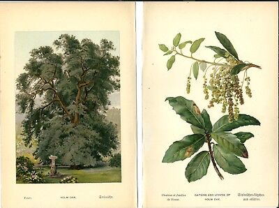Stampa antica LECCIO ALBERO foglie botanica Quercus ilex 1890 Antique print
