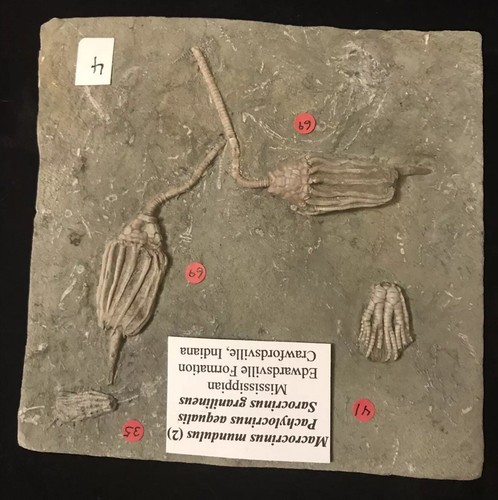 Splendid Four Crinoid, Three Species Crawfordsville Crinoid Fossil