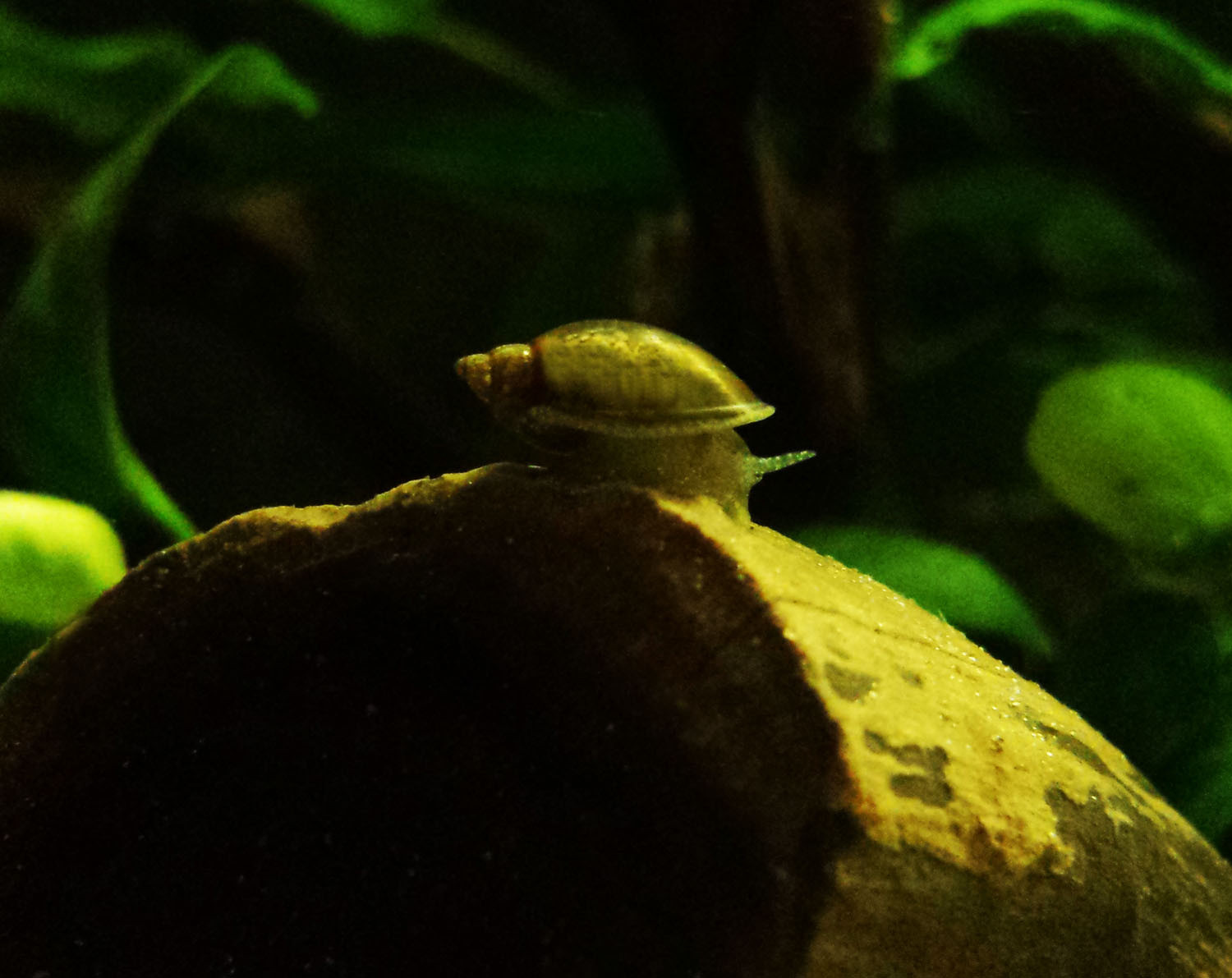 30+ Live Feeder Snails for Loaches, Puffers, Crayfish, Algae Cleaners!