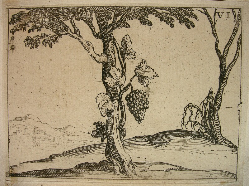 Callot `Ein Weinstockt Umrankt Eine UlmeÂ´ L. 632 Ii (Ii), Radierung (~1625) 1646
