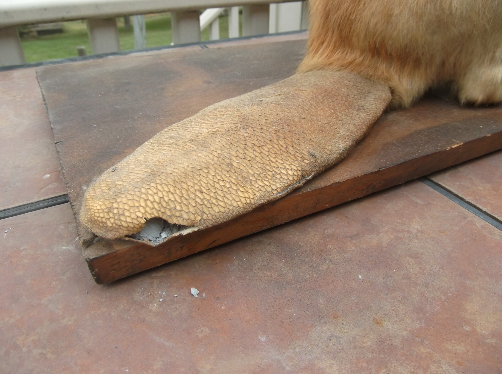 Large Beaver Taxidermy Mount