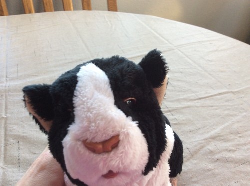 Furreal Friends Guinea Pig. Black And White Newborn Guinea Pig Interactive