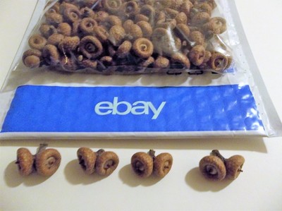 100 Dried 
