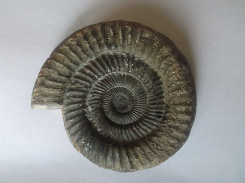 Fossils
