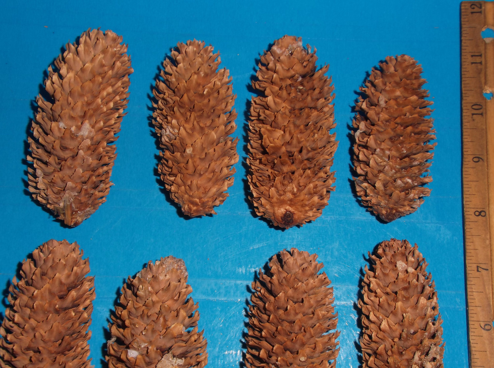 12 Blue Spruce Pine Cones, 3
