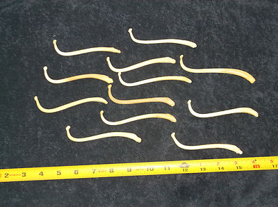 Real Raccoon Penile Baculum Bone Jumbo 4.5-5 ONE Piece