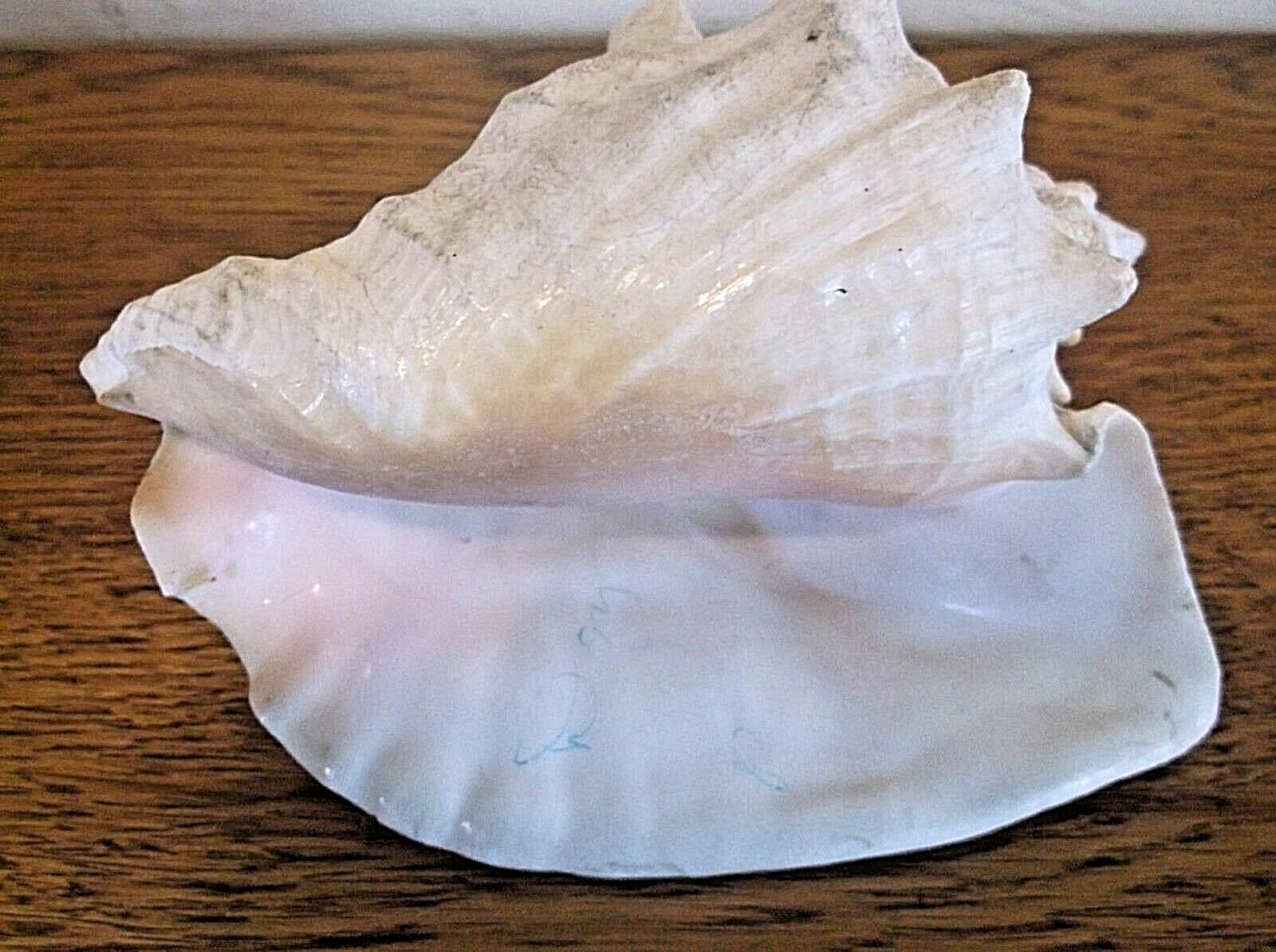 Conch Shells, Lot of (3).