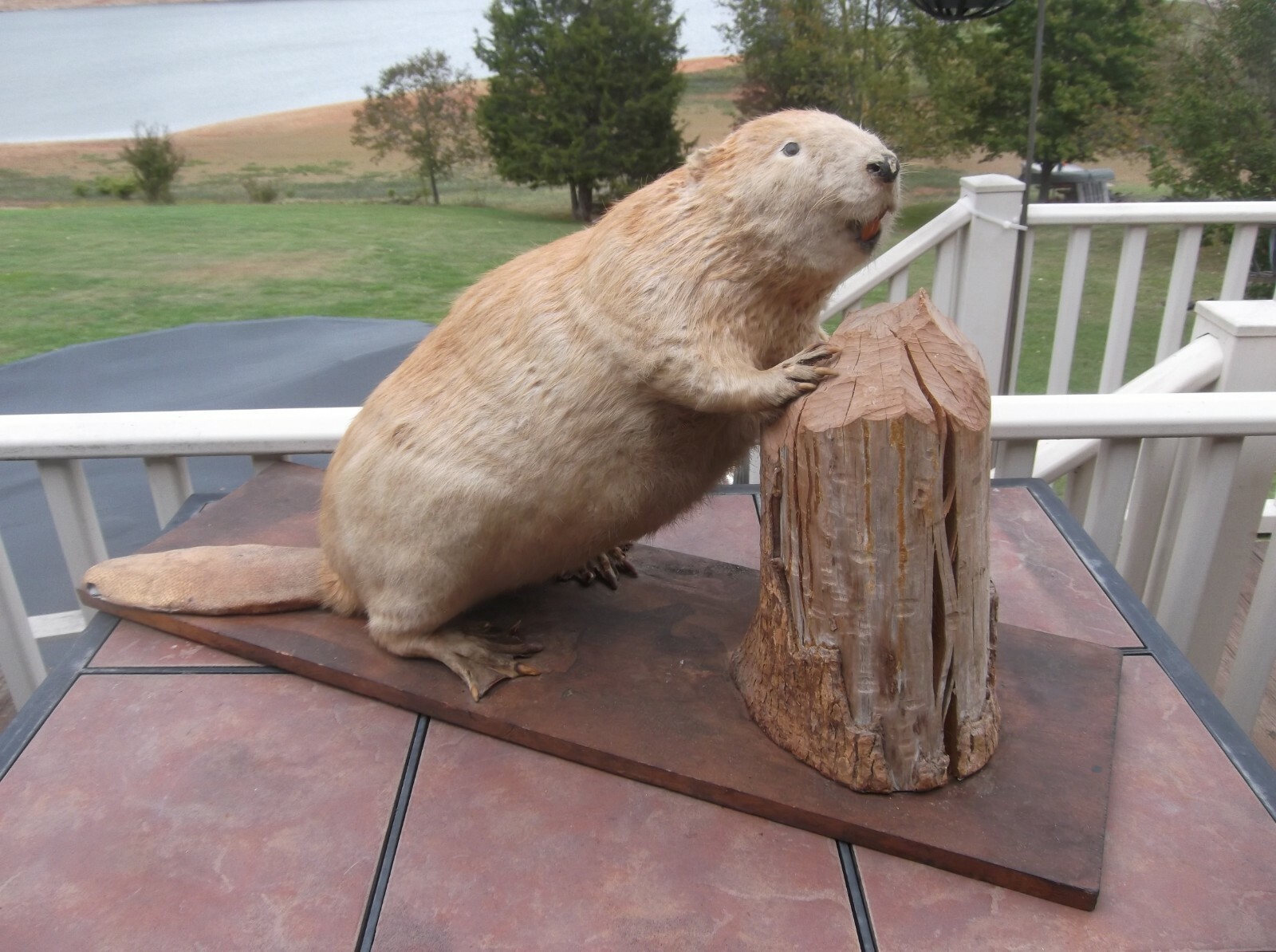 Large Beaver Taxidermy Mount