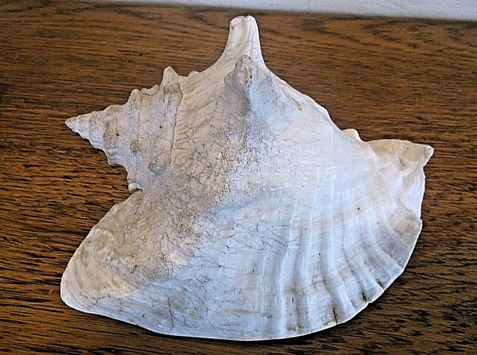 Conch Shells, Lot of (3).