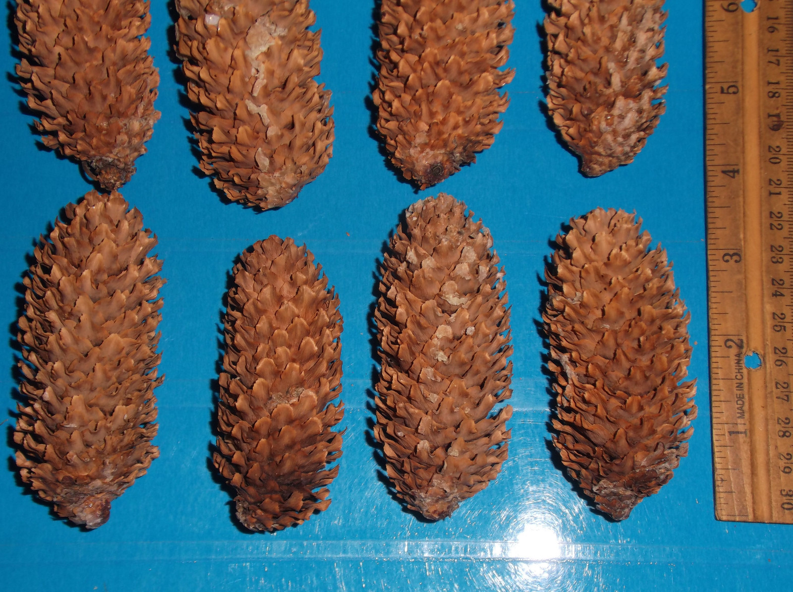 12 Blue Spruce Pine Cones, 3