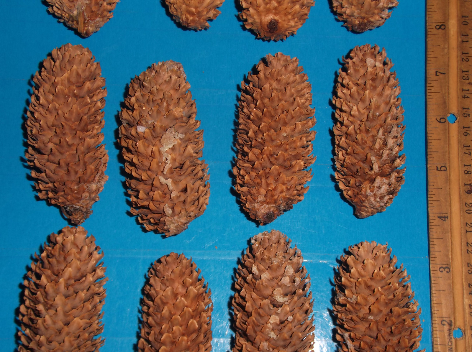 12 Blue Spruce Pine Cones, 3