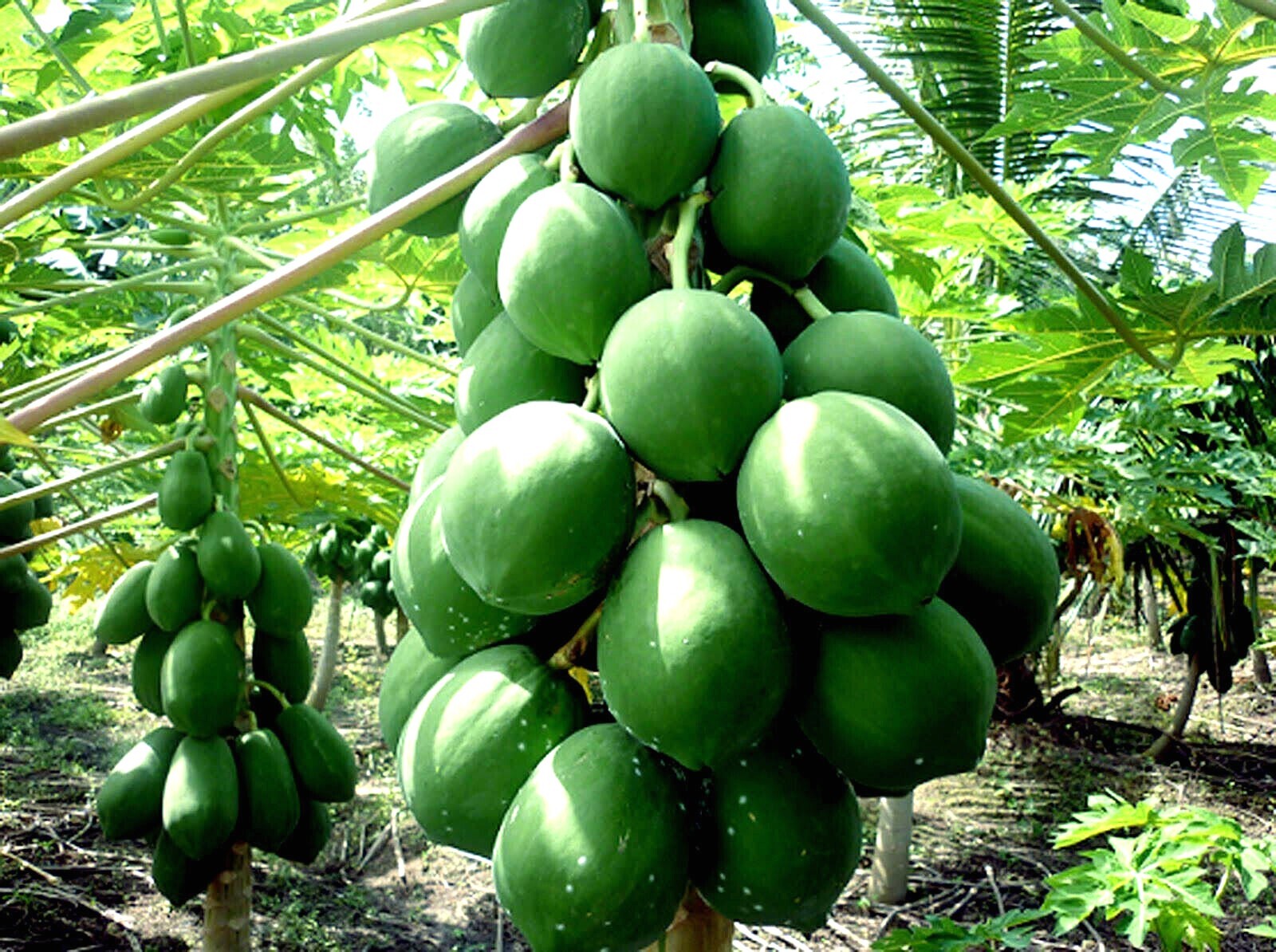 20 "DWARF SOLO WAIMANALO TREE SEEDS" (Carica Papaya) Fast Fruit Houseplant