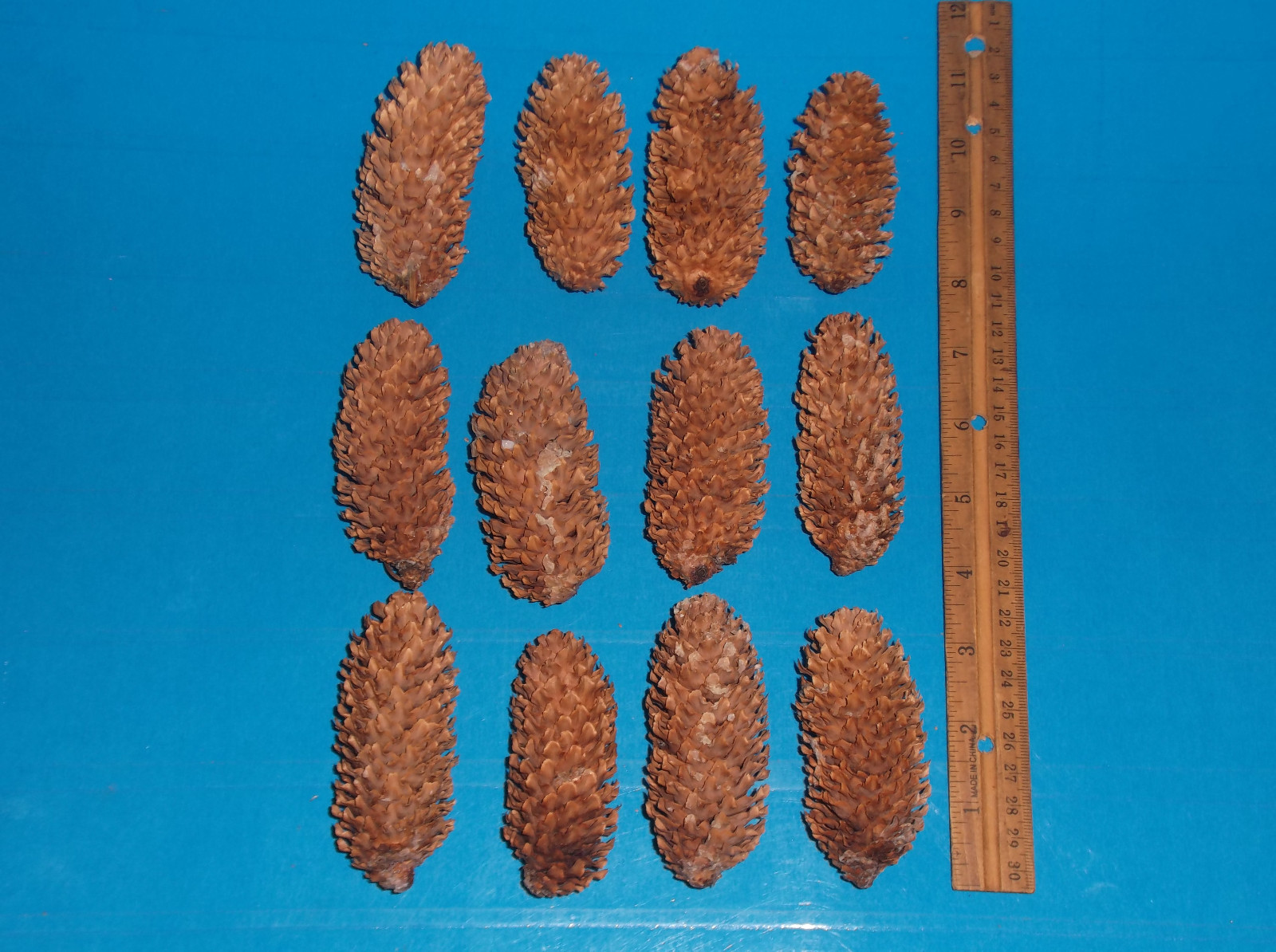 12 Blue Spruce Pine Cones, 3