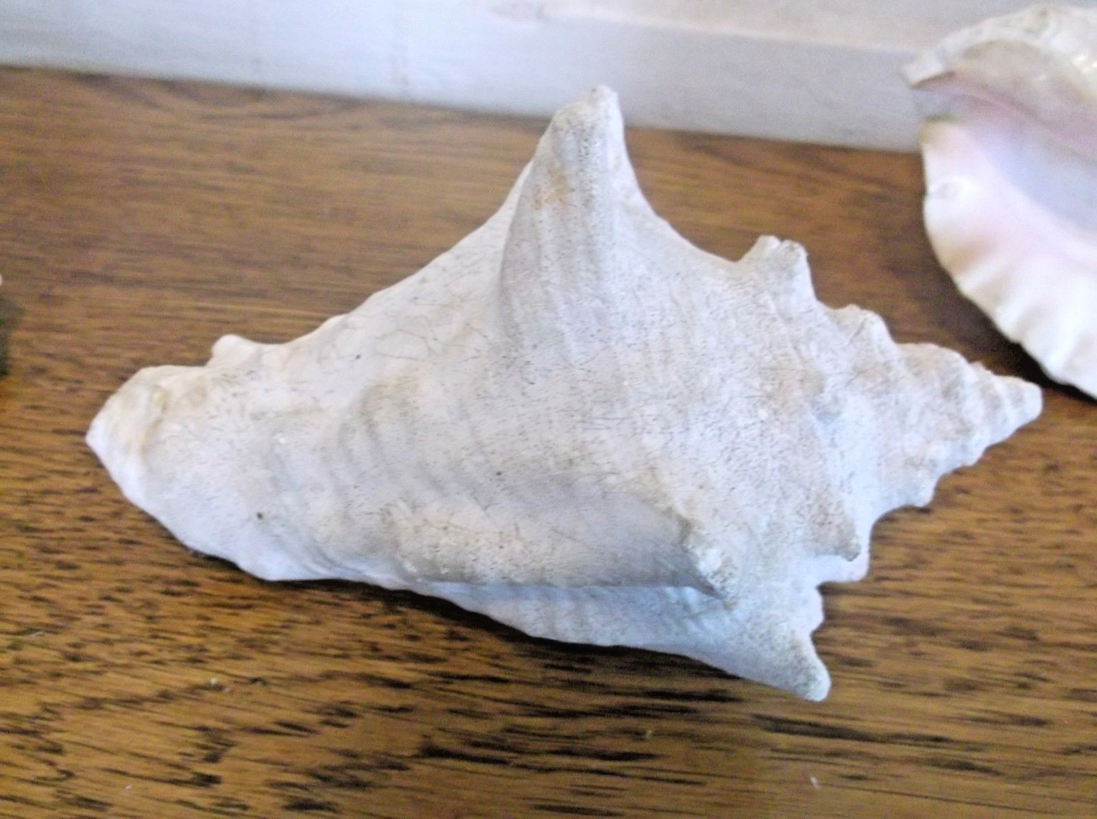 Conch Shells, Lot of (3).