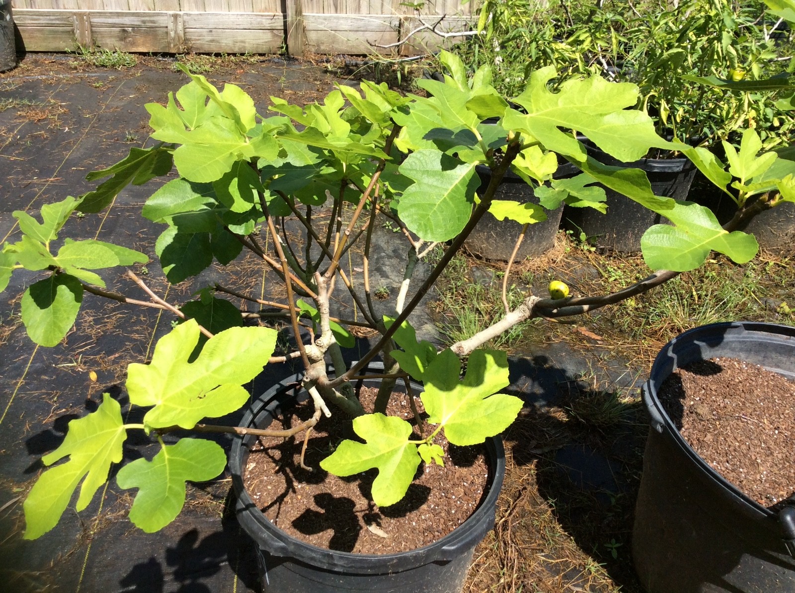 Rare Martinenca Rimada 15 gallon live fig tree mother plant