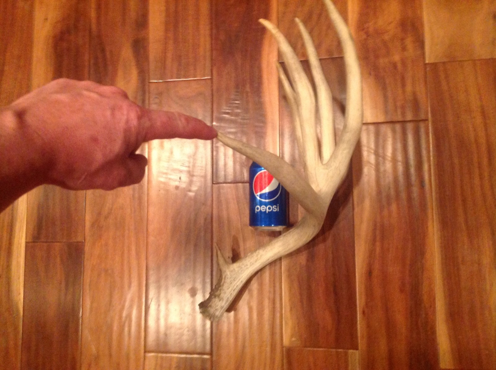 Mule deer antler large non typical horn