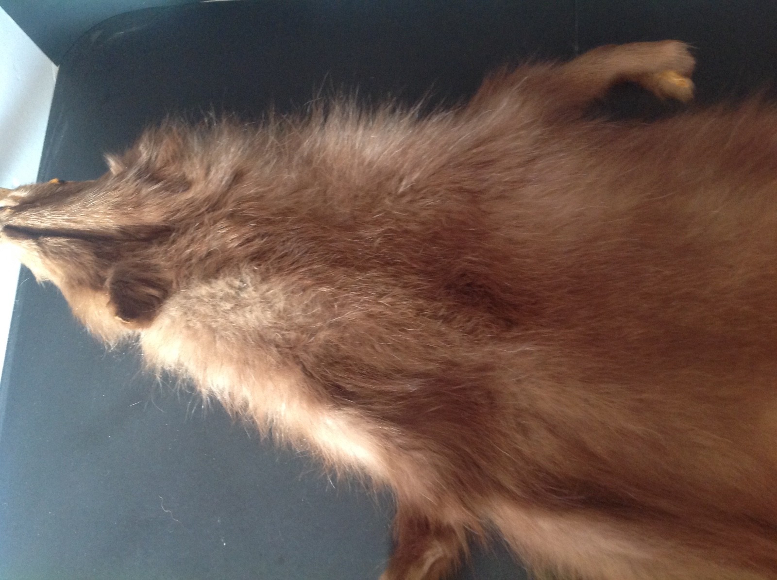 REAL FOX FUR PELT TAXIDERMY 48