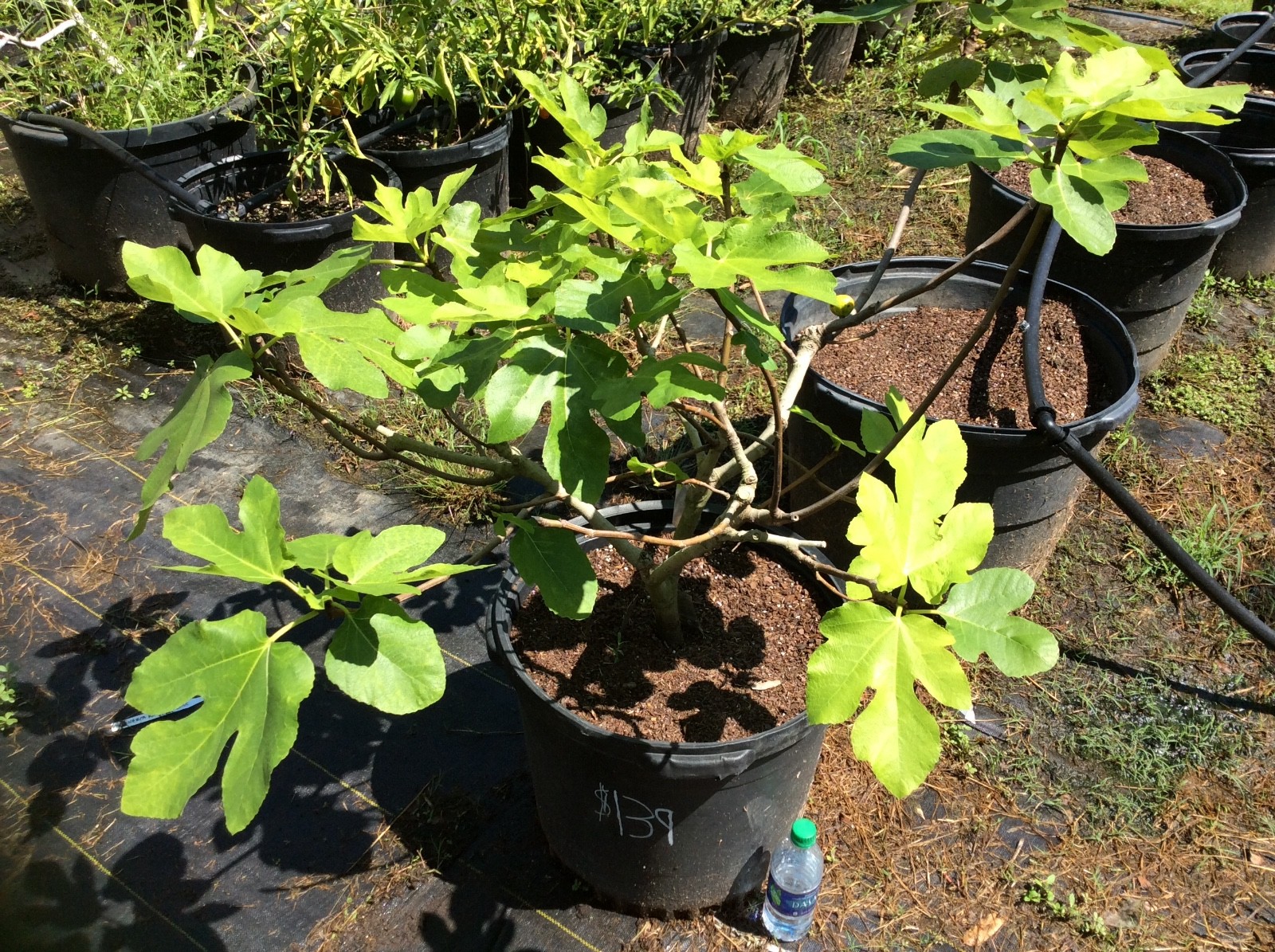 Rare Martinenca Rimada 15 gallon live fig tree mother plant