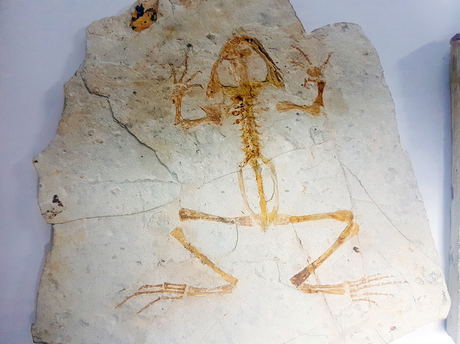 Genibatrachus basohanensis Guanghua Formation, Inner Mongolia, China frog fossil