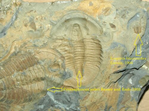 Amzaing trilobite mortal plate -Proasaphiscus yabei and Lioparia blautoeides