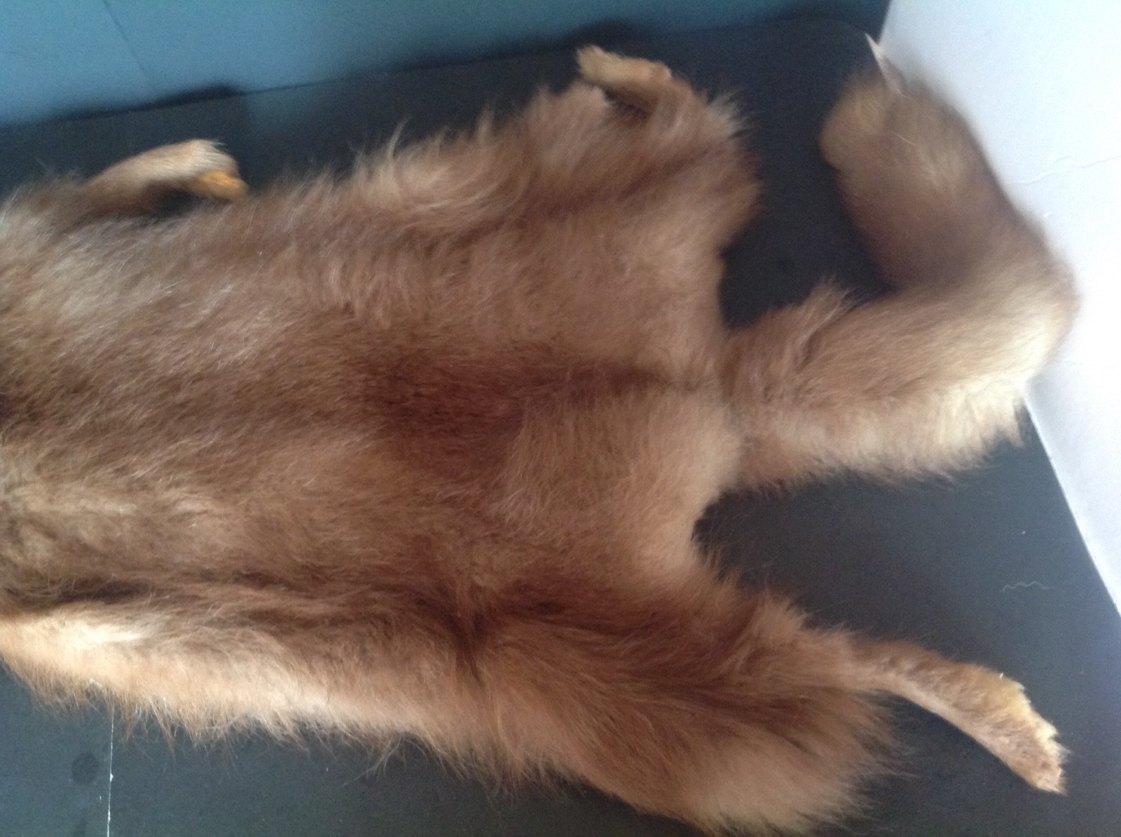 REAL FOX FUR PELT TAXIDERMY 48