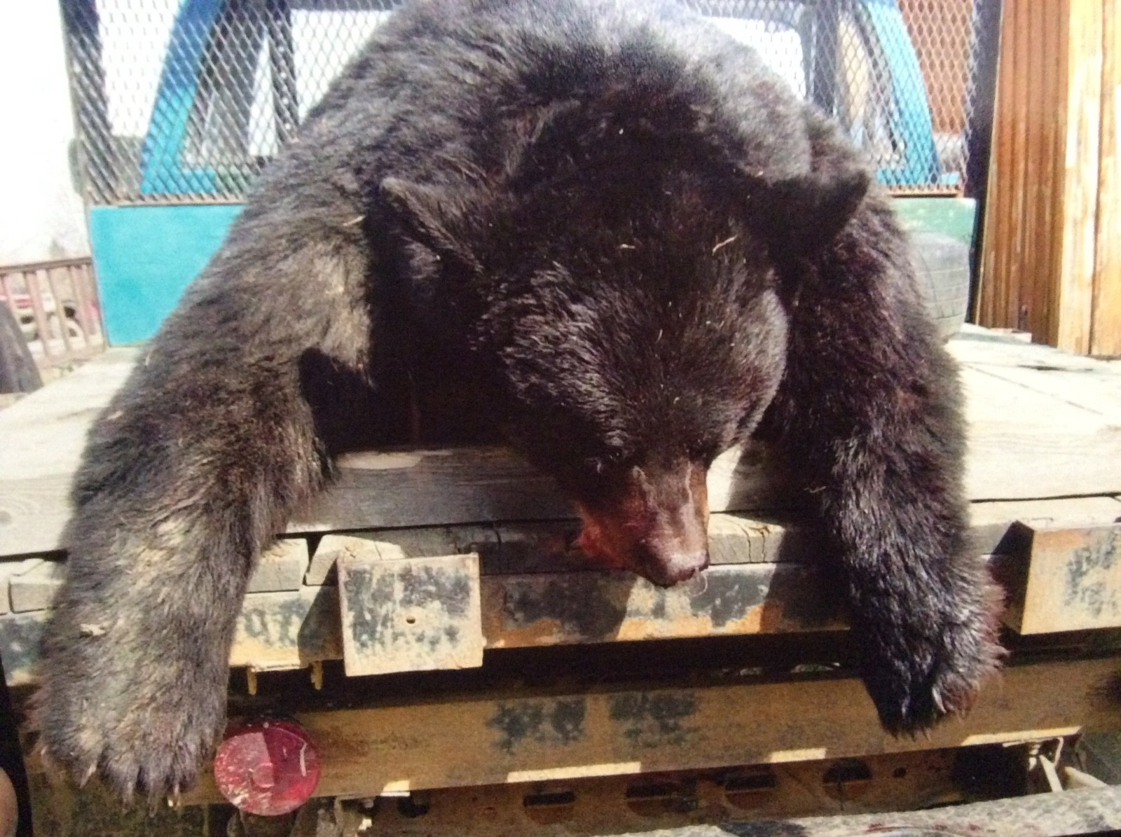 New Brunswick, Canada 2019 Spring Black Bear Hunt.