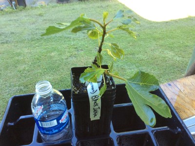 Black Ischia ( UCD via Herman) fig tree plant. 