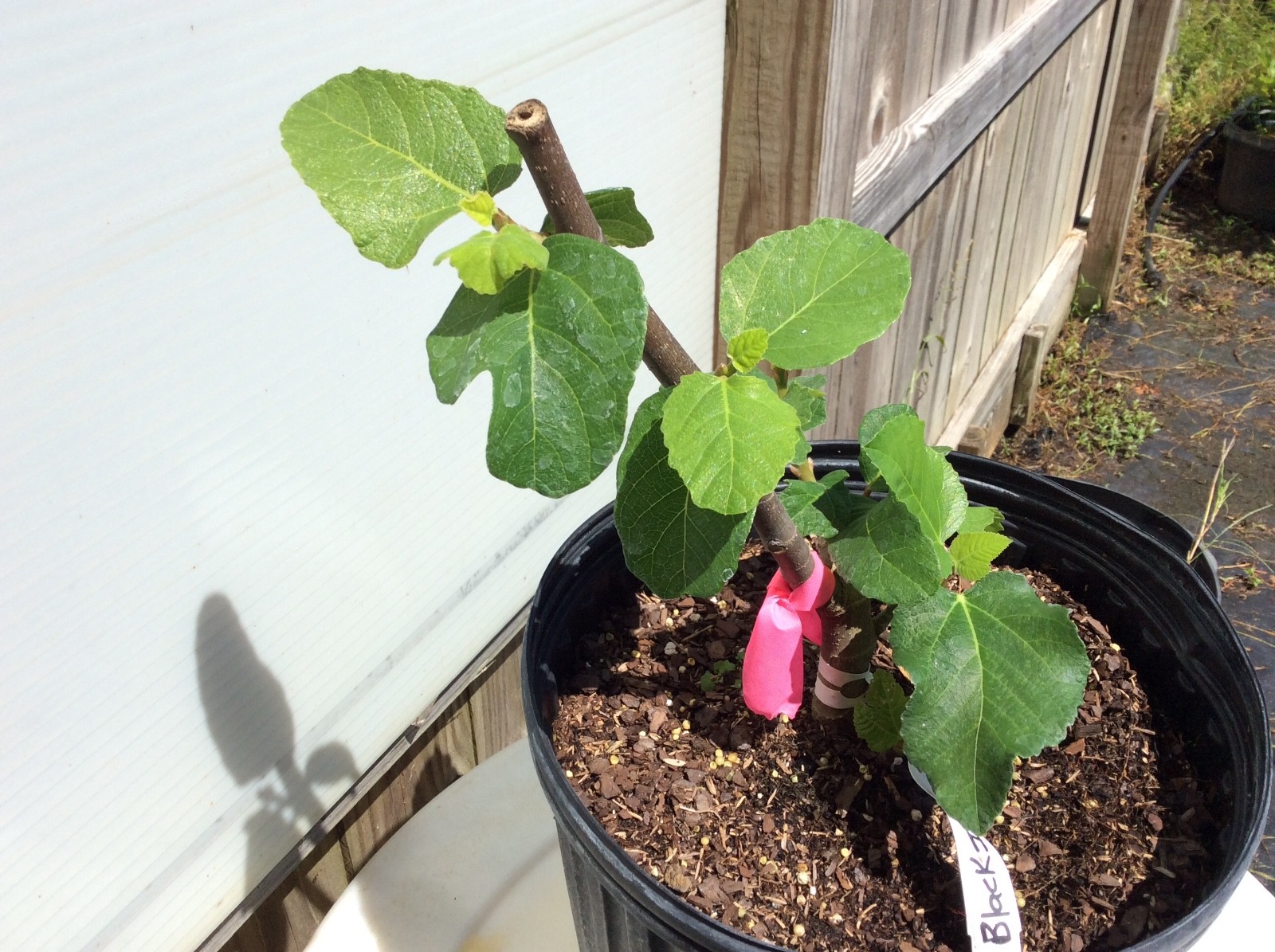 Rare Ischia Black UCD live fig tree plant 3 gallon
