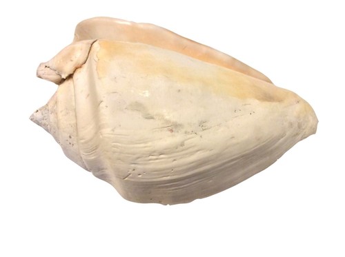 Wildswans Tongue Shell Cordovan Leather | eBay