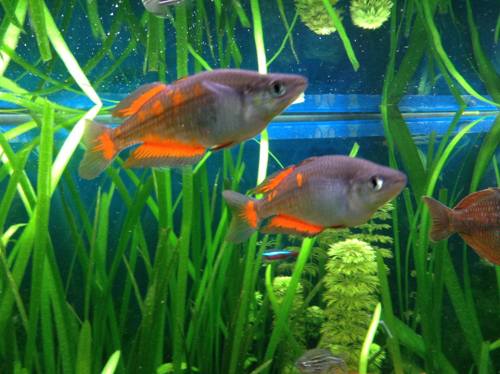 Tetra Liquid Aquarium Water O2 Oxygen Test Kit 4004218746763 eBay