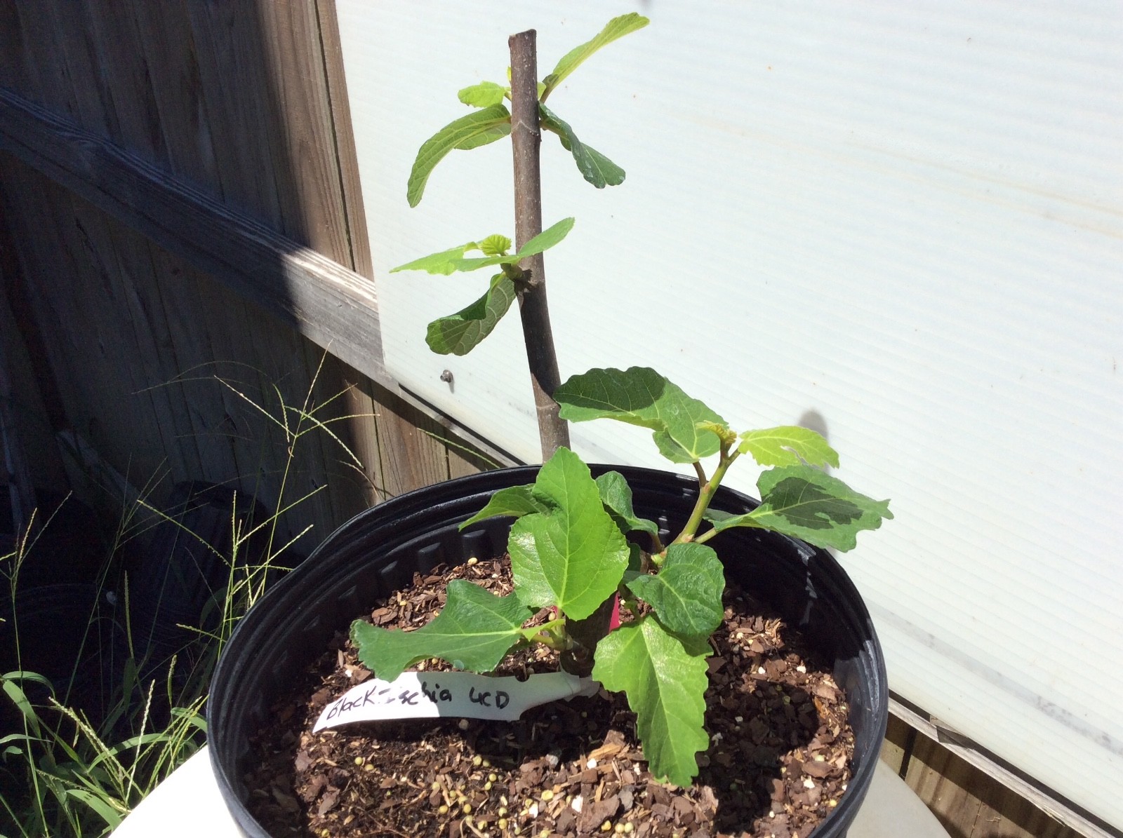 Rare Ischia Black UCD live fig tree plant 3 gallon