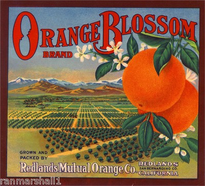 Redlands San Bernardino Orange Blossom Orange Citrus Fruit