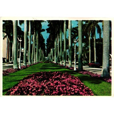 Vintage Palm Beach Florida Royal Palms Avenue Postcard Gulfstream Card CD378