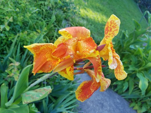 RARE CANNA LILY BAVARIA EXOTIC GORGEOUS FULL BLOOMS 2 LARGE BULBS