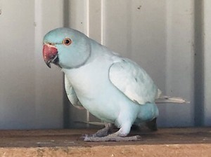 RINGNECK BIRDS FOR SALE | Birds | Gumtree Australia Harden Area